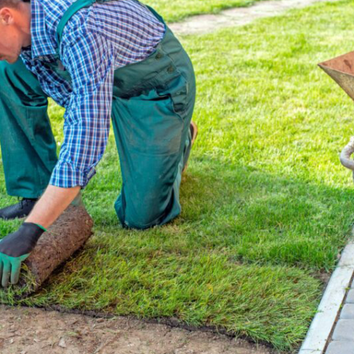 Lawn Maintinace